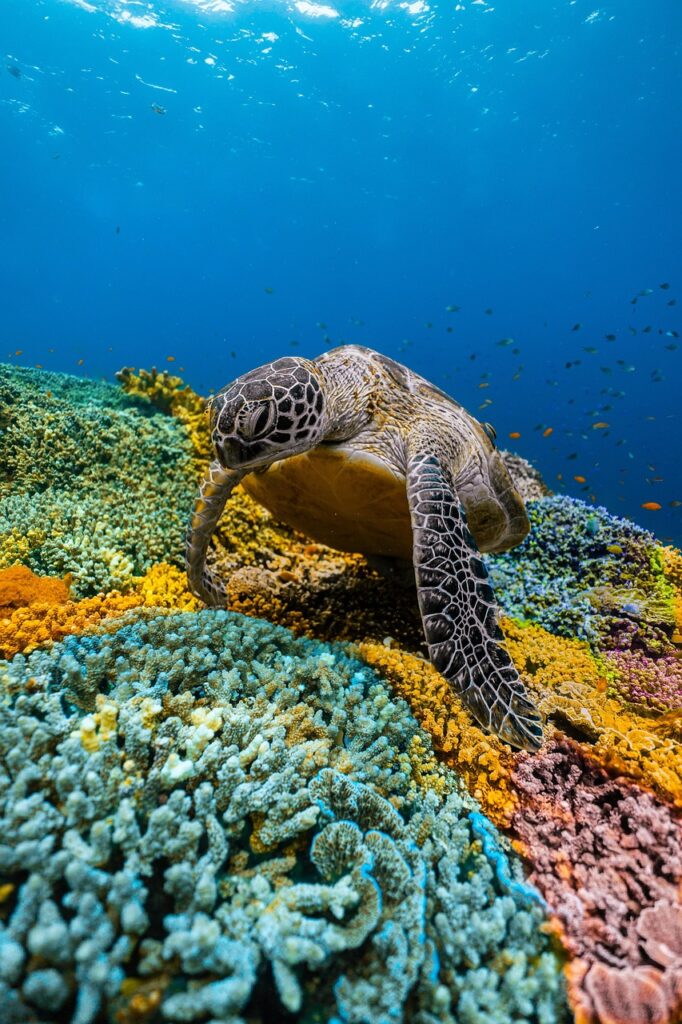 turtle, animal, reptile, underwater, ocean, sea, corals, reef, nature