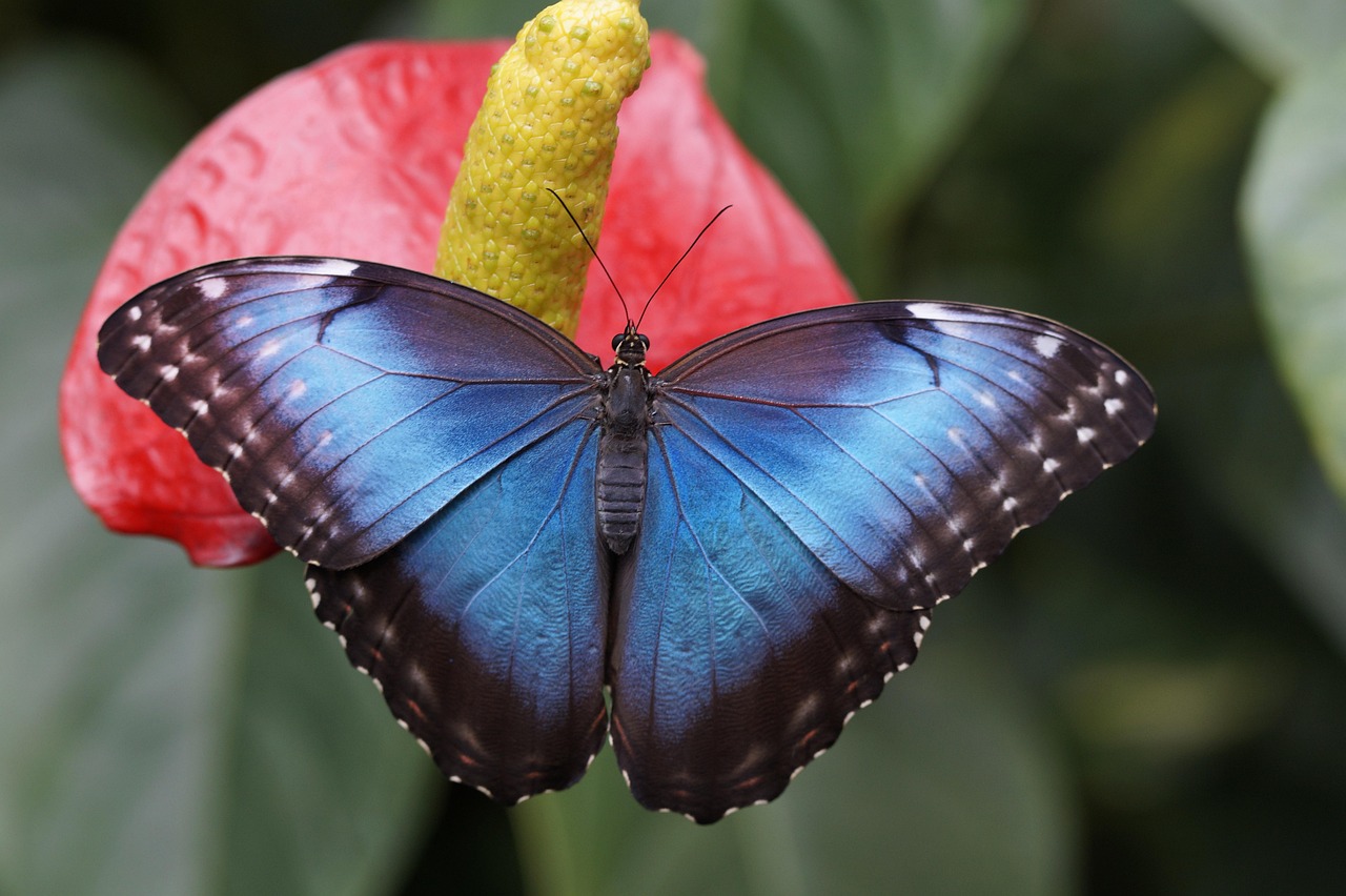 blue morpho, flower wallpaper, butterfly, flower, pollinate, pollination, wings, flower background, butterfly wings, lepidoptera, insect, rainforest, morpho peleides, close up, blue butterfly, nature, fauna, beautiful flowers, animal world