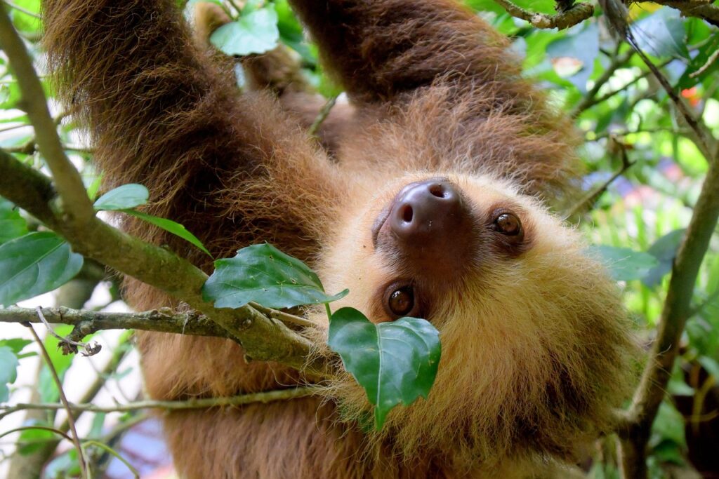 sloth, costa rica, puerto viejo, rainforest, travel, nature, sloth, sloth, sloth, sloth, sloth, costa rica