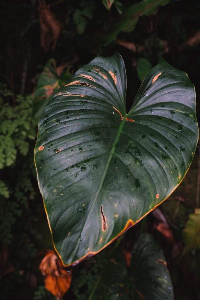 Close-up of a lush tropical Monstera leaf with raindrops in a Bali rainforest.