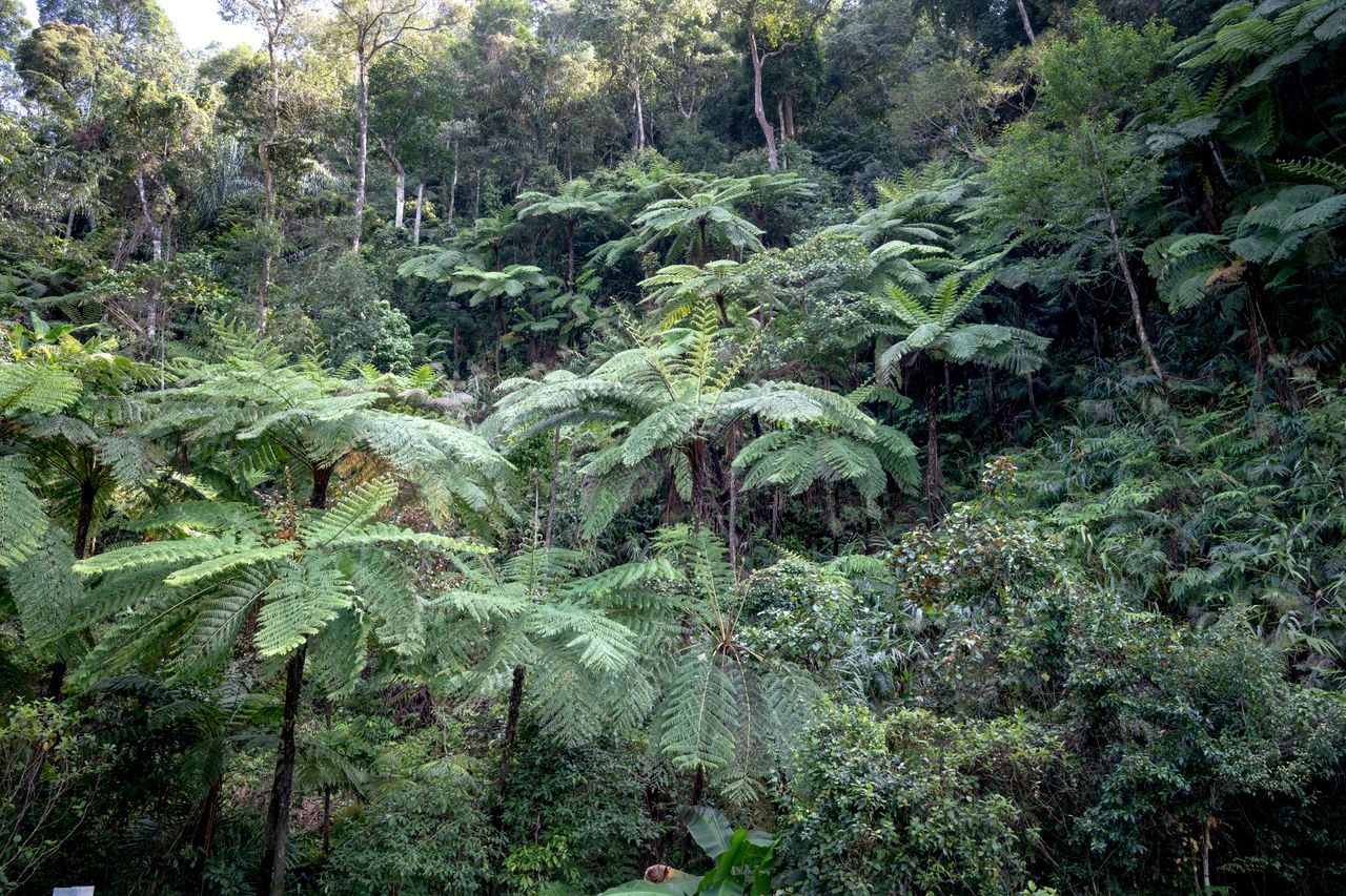 Scenic view of tropical woods with lush green trees growing on mount in daytime